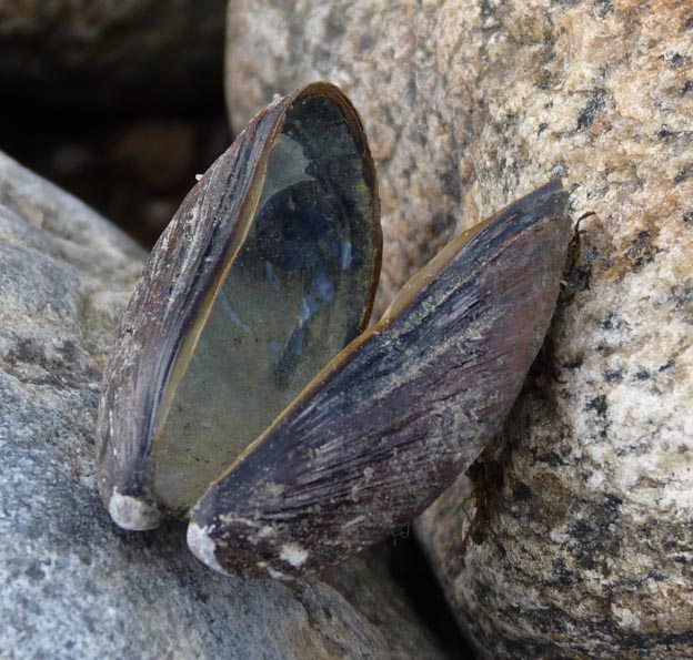 016 2014-06-28 064 Vikaer Strand Camping