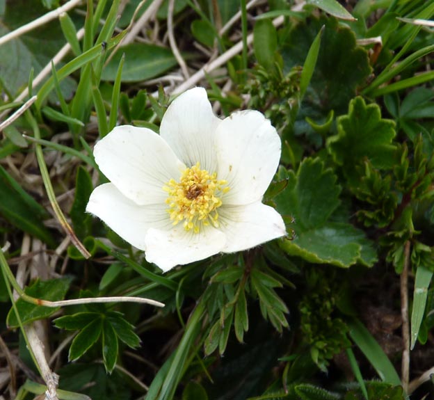 039 2014-07-05 072 Grossglockner Hochalpenstrasse