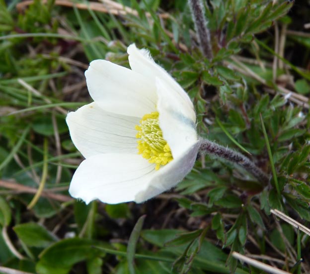 040 2014-07-05 075 Grossglockner Hochalpenstrasse