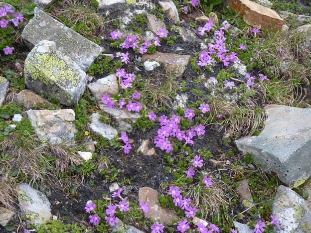 043 2014-07-05 076 Grossglockner Hochalpenstrasse