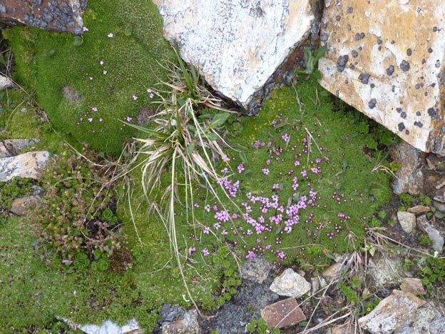 044 2014-07-05 080 Grossglockner Hochalpenstrasse