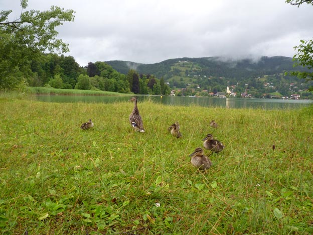 005 2014-07-08 012 Camping Lido Tyskland