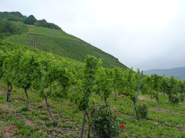 005 2014-07-12 010 Moseldalen