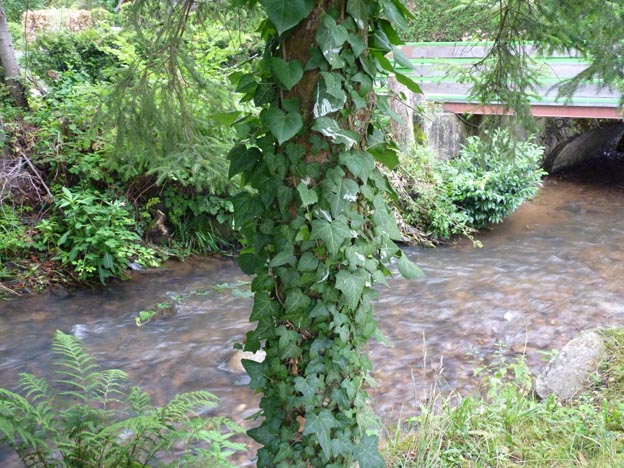 011 2014-07-10 033 Campingplatz Kinzigtal Steinach