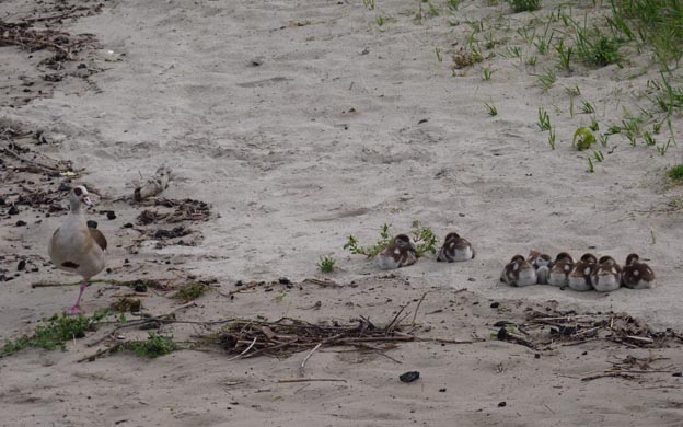 033 2014-07-11 047 Ställplats Bacharach