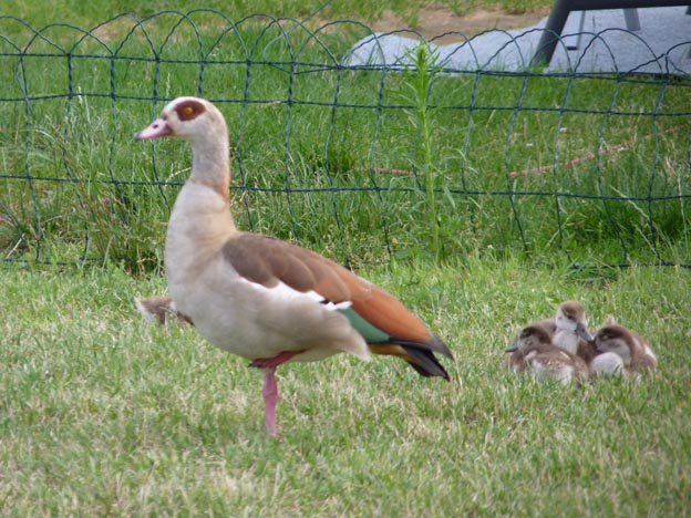 034 2014-07-11 053 Ställplats Bacharach