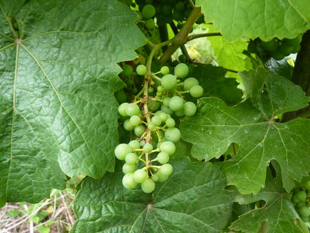 047 2014-07-11 074 Ställplats Bacharach