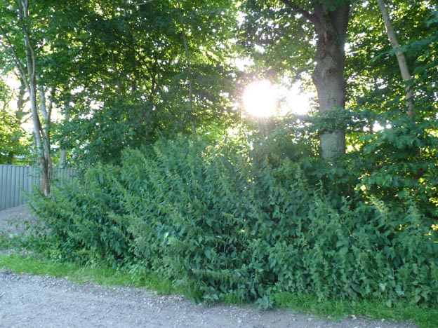 009 2014-07-19 003 Tönder Camping