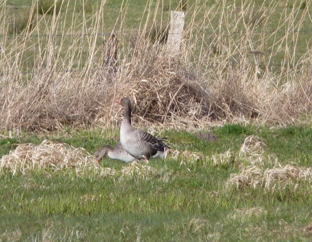 016 2015-04-03 003 Ostsee-Camping Gut Ludwigsburg