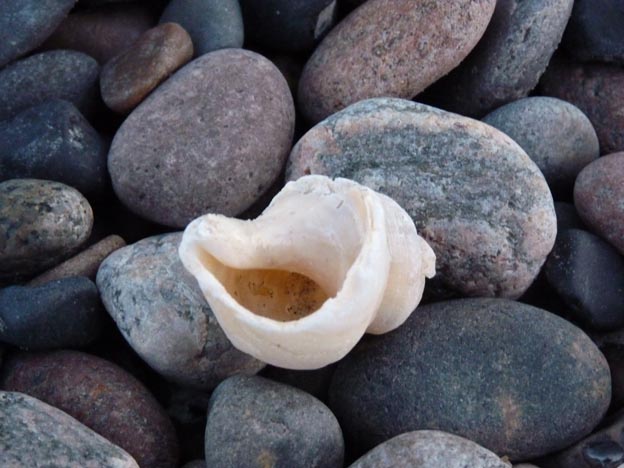 036 2015-03-30 051 CampOne Grenen Strand