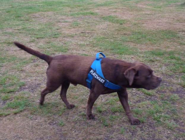 006 2015-07-12 028 Zelt- und Wohnmobilplatz Heidesee Holdorf