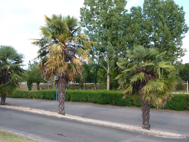 013 2015-07-20 038 Camping de I'lle Meuchet Loire