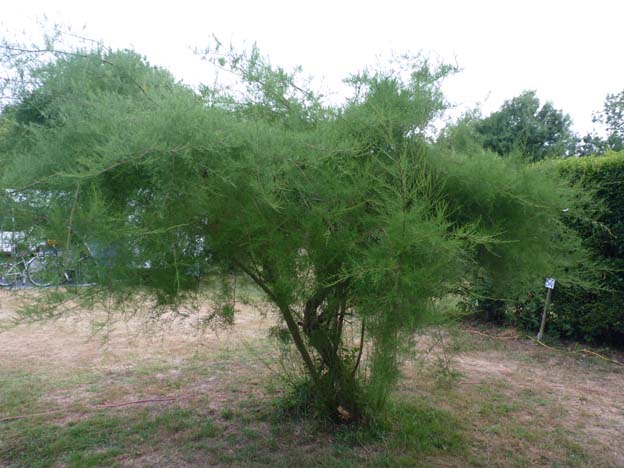 014 2015-07-20 035 Camping de I'lle Meuchet Loire