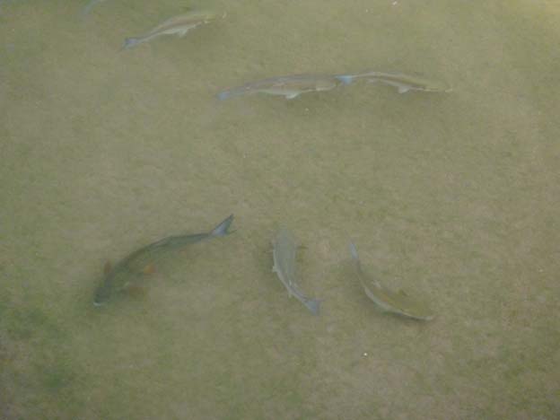 020 2015-07-21 041 Saumur Loire