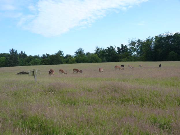 021 2015-07-11 036 Hindsgavl Camping Middlefart