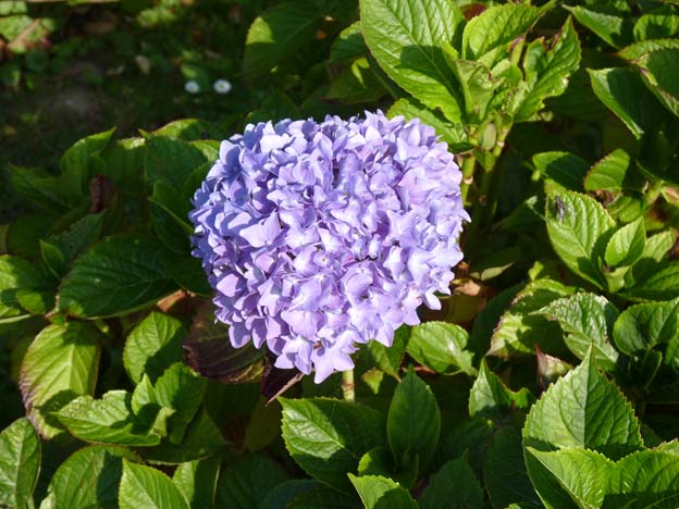 027 2015-07-16 026 Camping Maupassant Frankrike