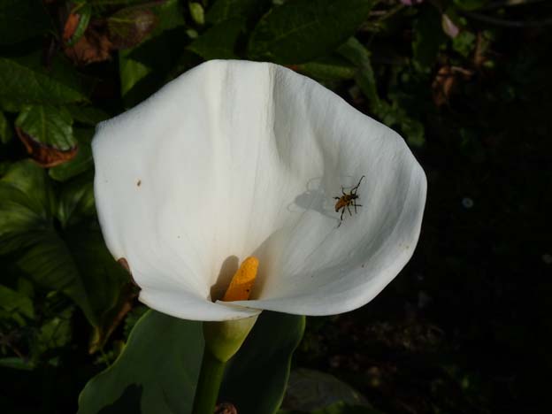 028 2015-07-16 027 Camping Maupassant Frankrike