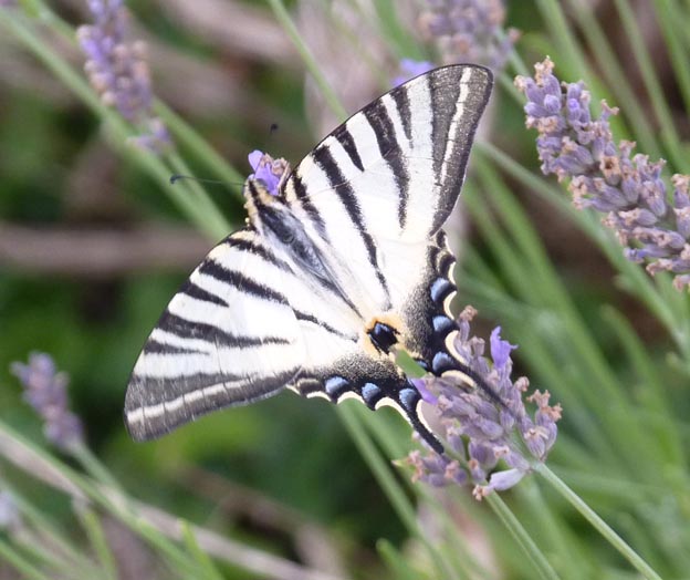 006 2015-07-24 011 Camping i Etang-sur-Arroux