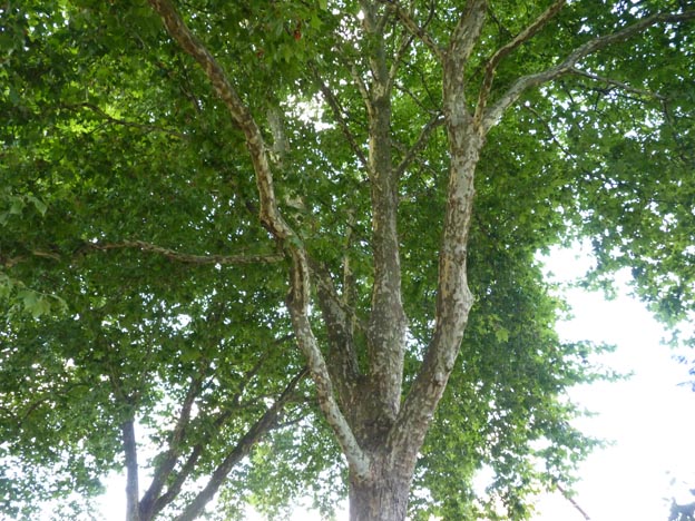 007 020 2015-07-23 030 Camping i Etang-sur-Arroux