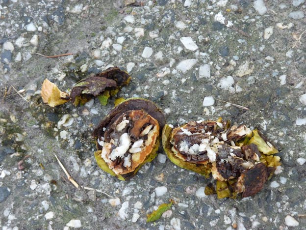 012 2015-07-28 025 Rhen