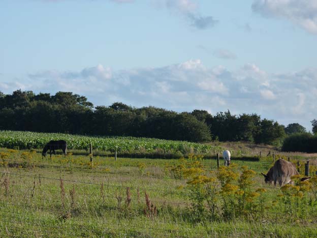 011 2015-07-31 033 Uge Camping