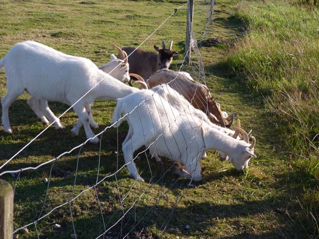 012 2015-07-31 038 Uge Camping