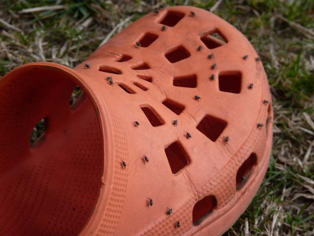 021 2015-08-02 034 Ulslev strandcamping