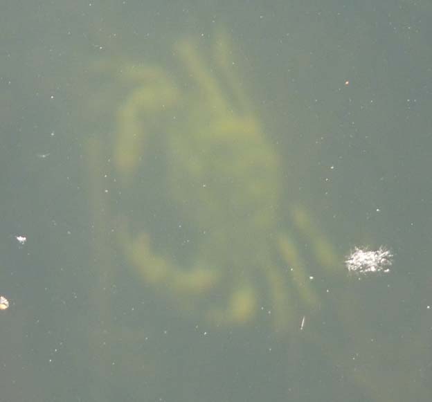 019 2015-08-04 012 Ställplats Lundåkrahamnen