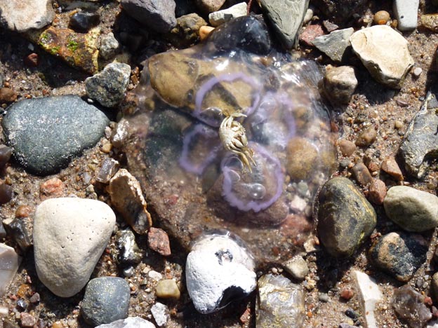 008 2016-07-16 006 Galsklint Camping DK