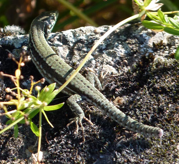011 2016-07-19 012 Europa Camping Willstätt-Sand