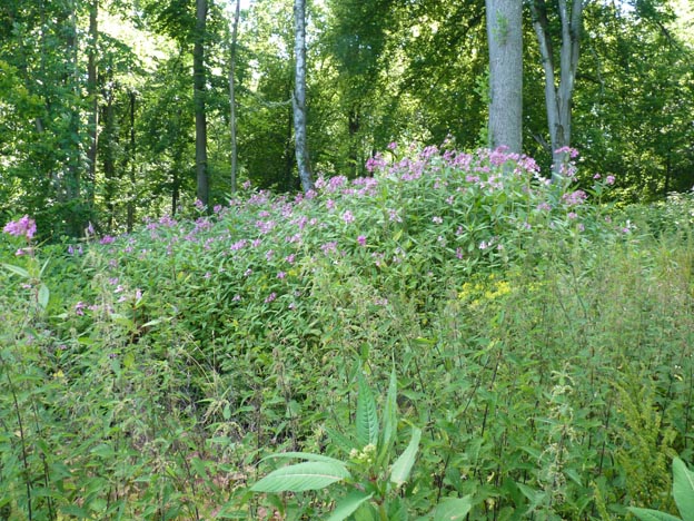 017 2016-07-18 005 Camping Park Weiherhof