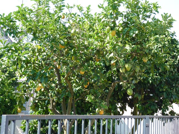 014 2016-07-28 023 Campismo do Paco