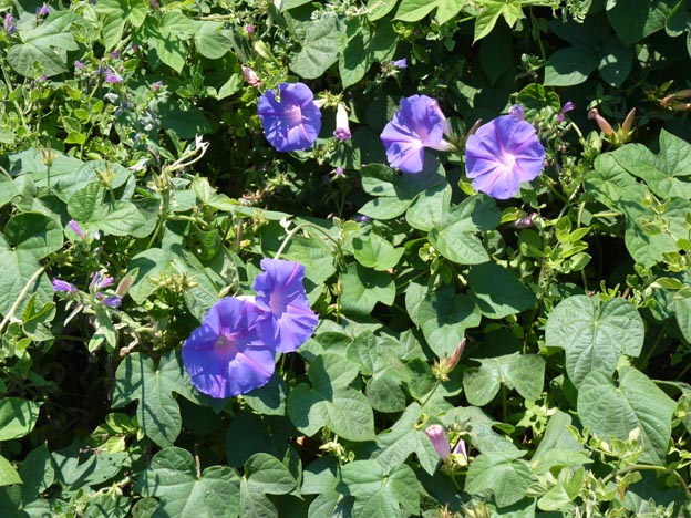 014 2016-07-29 025 Campismo do Paco