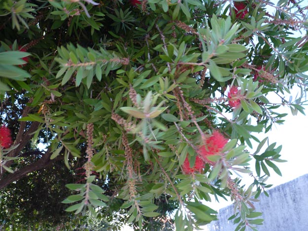 015 2016-07-28 024 Campismo do Paco