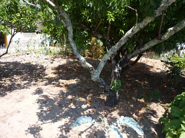 017 2016-07-29 030 Campismo do Paco