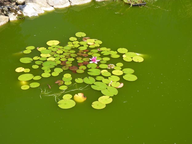 009-2016-08-03-021-la-foret