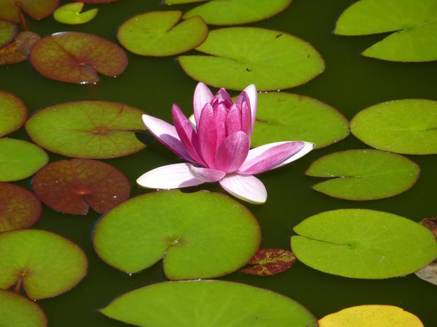 010-2016-08-03-023-la-foret