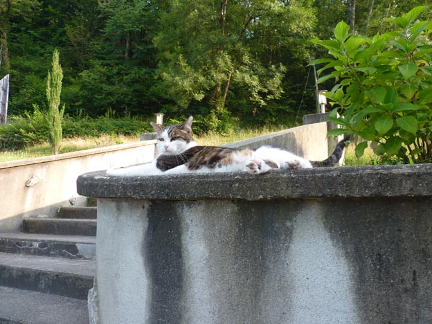 013-2016-08-03-031-la-foret