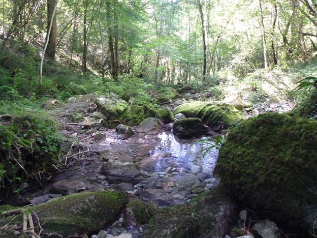 015-2016-08-03-027-la-foret