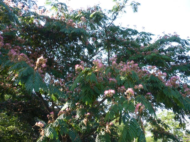 018-2016-08-02-029-fontet-stallplats