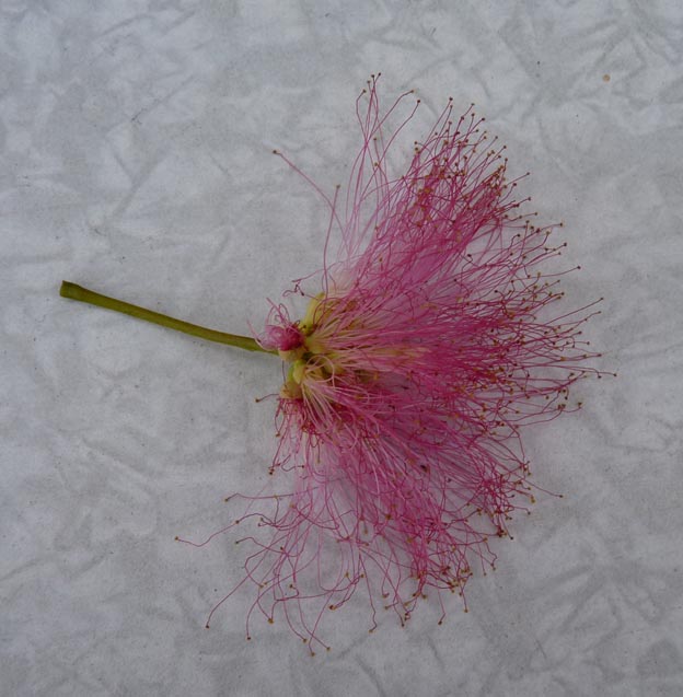 019-2016-08-02-030-fontet-stallplats