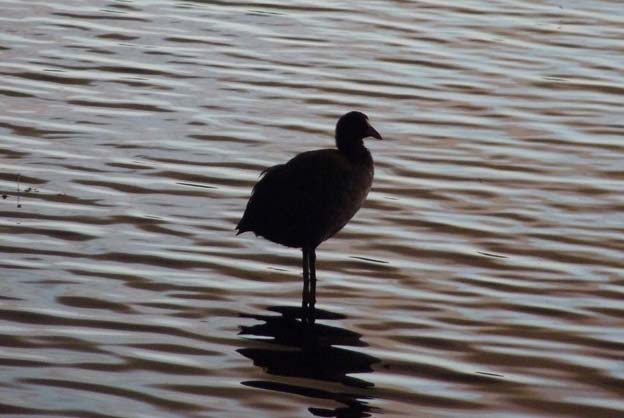 021-2016-08-14-039-uge-lystfiskeri-og-camping