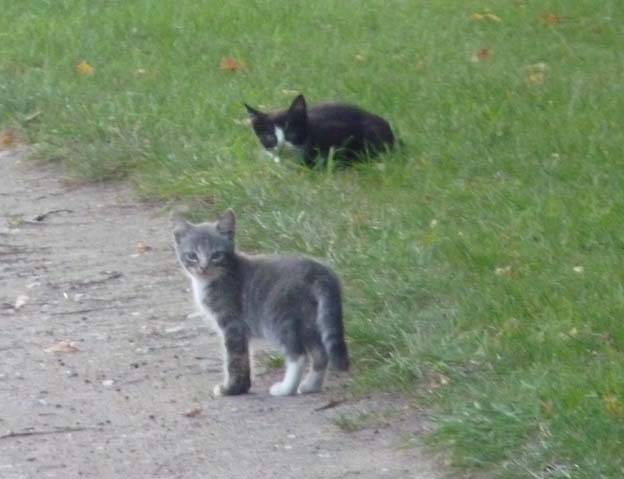 027-2016-08-14-035-uge-lystfiskeri-og-camping