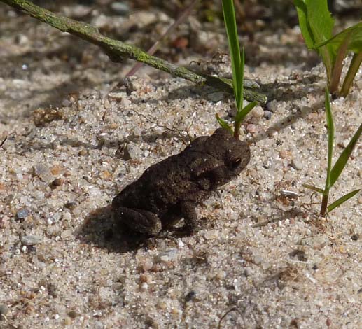 036-2016-08-15-003-uge-lystfiskeri-og-camping