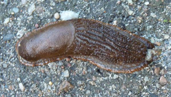 037-2016-08-15-018-uge-lystfiskeri-og-camping