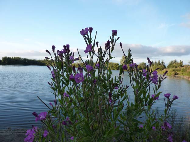 039-2016-08-15-023-uge-lystfiskeri-og-camping