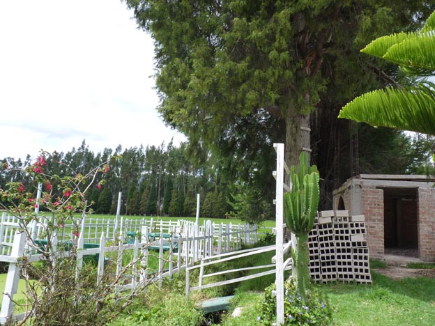 Hästhagen och en kaktus.