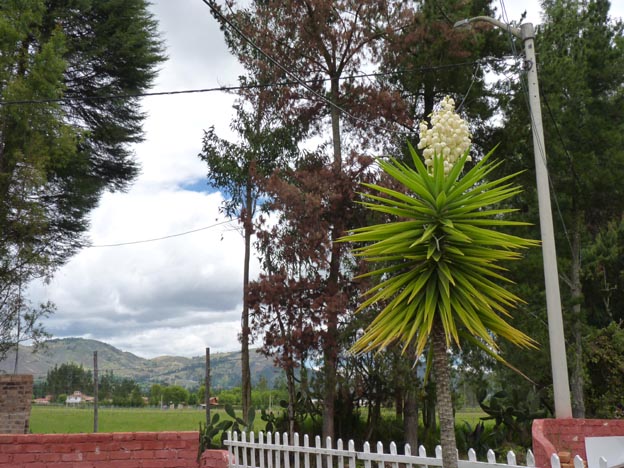 En fin blomma/träd.