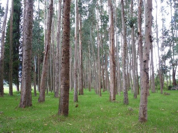 Det fanns en skog med lustiga träd på Patricias mark.